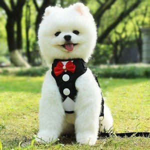 Dog Chest harness Black , Red or Blue leash set